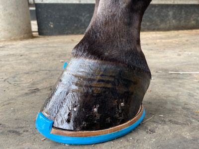 banner picture Jumel Brice