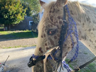 photo account presentation