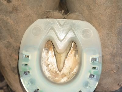 banner picture Tailleur Louna