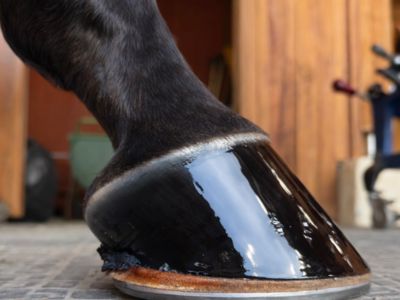 photo account presentation