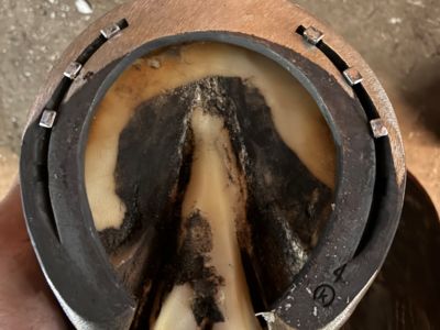 banner picture Lemarie Francois