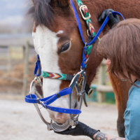 photo de profil Pallotto Laura