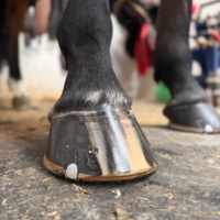 photo de profil Mateo Elian