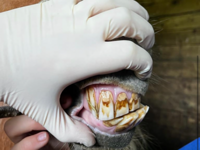 photo account presentation