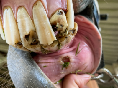 photo account presentation