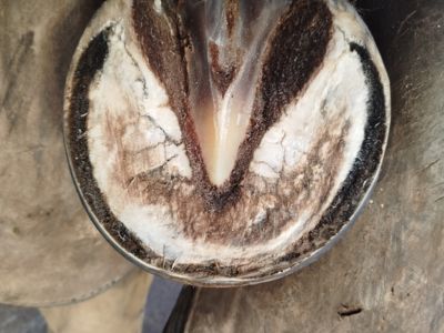 banner picture Lequertier Raphael