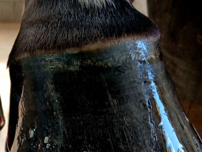 banner picture Marechalerie RC