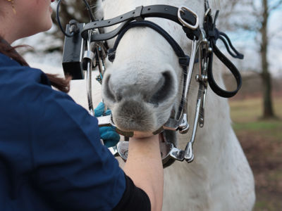 banner picture Van Zwynsvoorde Alix
