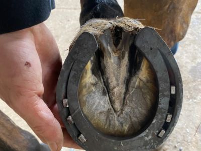 banner picture Buttignol Lino