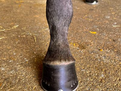 banner picture Sanudo Remi