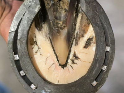 banner picture Delaporte Nolan