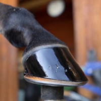 photo de profil Mateo Elian